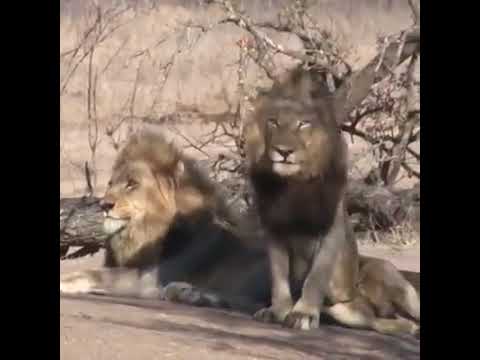 Pretty Boy Mapogo & Mr. T Mapogo