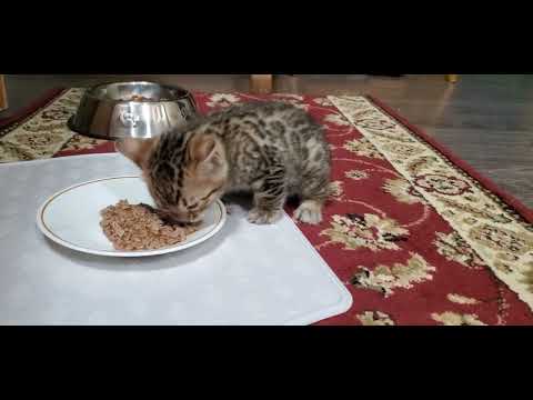 Bengal kitten eating wet food for the first time 🐾🧡