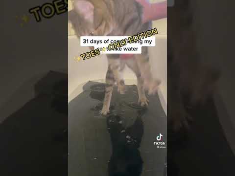 31 days of conditioning my cat to like water