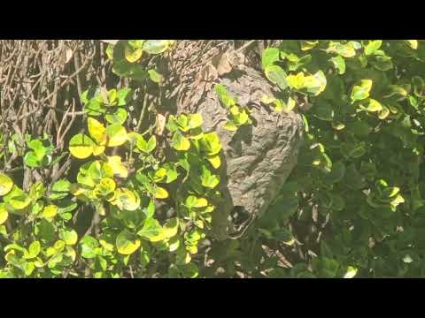 Large Nest of Bald-Faced Hornets Found in Keasbey, NJ