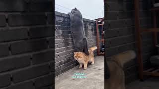 Está muy gordito 😹😂 #funny #cachorrosdivertidos #comedy #gatogracioso