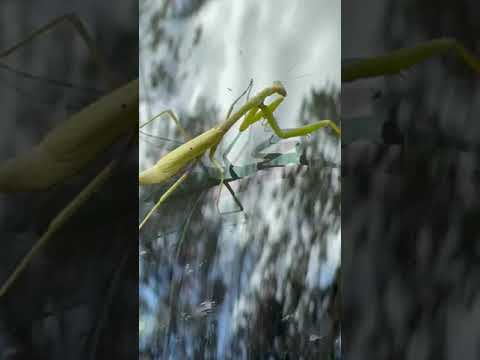 poor praying mantis hanging on in high winds