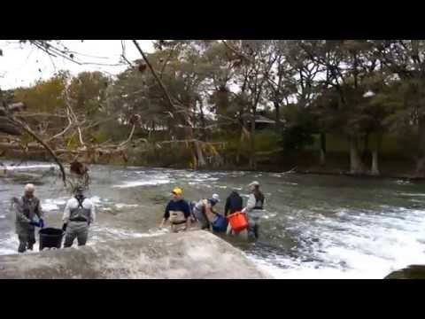 Guadalupe River Trout Unlimited  Stocking