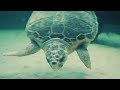 Underwater 3D Anaglyph RED CYAN 4K