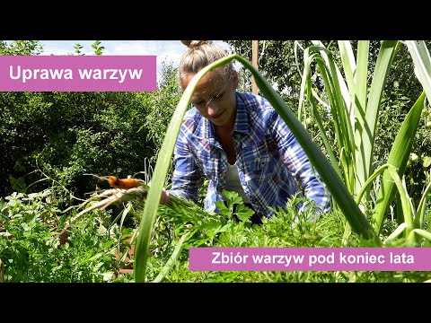 Uprawa warzyw - przegląd zbiorów warzyw pod koniec lata