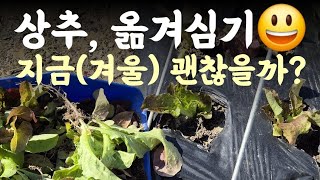 상추 옮겨심기(2025.12.1)???? 지금(겨울) 이식 될까? 어떻게?