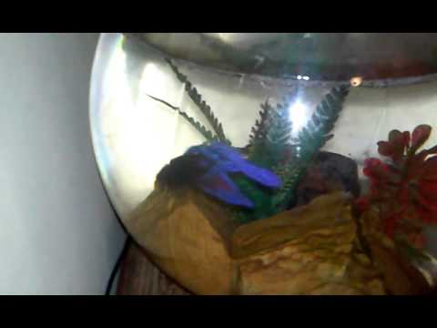 il mio pesce blue (la vendetta)🐟