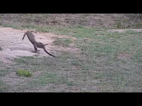 Djuma: Water Monitor Lizard frightened by Grey Heron landing - 08:51 -  11/01/21