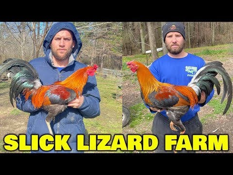 Pure Sweater 4 Webber Slick Lizard Farm | Yellow Leg Hatch Hoskins
