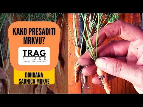 HOW TO TRANSPLANT AND SUPPLEMENT CARROTS? (2021) [TRACE OF THE PLANT]
