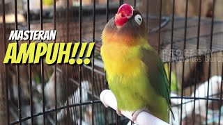 Download lagu Masteran lovebird konslet ! Ampuh !! mp3 Download lagu Masteran lovebird konslet ! Ampuh !! mp3