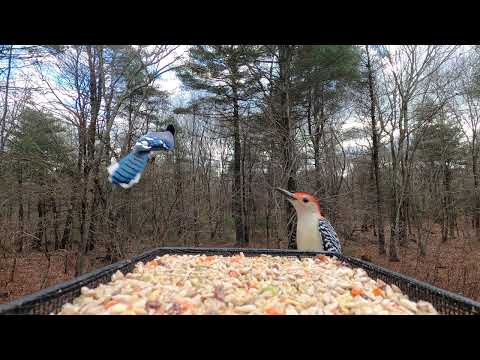 a nice mix of birds today (Bird Feeder)