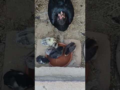 , title : 'CHICK'S DRINK FIRST WATER #cute #pets #animals #chicken #hen #cats #farming #kitten #chicken #pets'