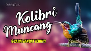 Download lagu MASTERAN KOLIBRI MUNCANG NEMBAK SADIS mp3 Download lagu MASTERAN KOLIBRI MUNCANG NEMBAK SADIS mp3