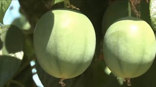 Miniatura do vídeo