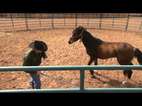 New Release!! Colt Starting Series