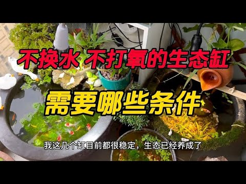 陽台生態缸