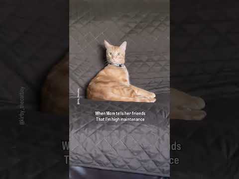 How could she???🙀 #funnypets #cats #catshorts #catmoments #tabbycats #catvideos