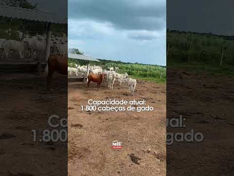 Fazenda à venda, 220 alqueires ( 1.065 hectares) Mara Rosa - GO #fazendaavenda #agro