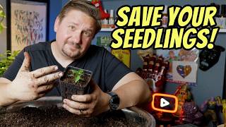 Stop Killing Peppers at This Stage: Proper Potting Technique