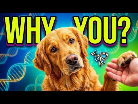The REAL Reason Your Dog Chose You (It’s Not Food!) 🐶❤️