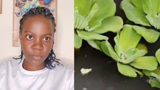 Gwe atalina mukisa kozesa akabula obulule emikisa jo 