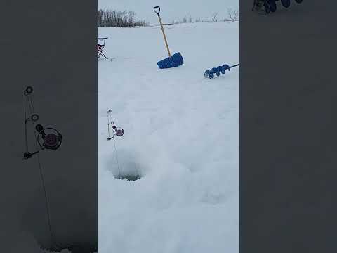 Ice Fishing With Jig &amp; Shrimp.