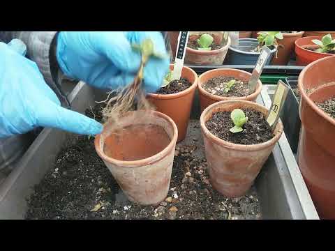 Propagating Auricula