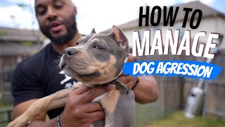 How to Manage Dog Aggression
