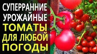 Томат Ранняя любовь описание сорта помидоров характеристики посадка и выращивание болезни и вредители отзывы