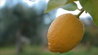 Rengin - Aldatıldık [1996, Orjinal Albüm Versiyon]