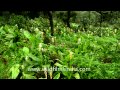 Blooming beautifully: Indian Arrowroot flower in ...