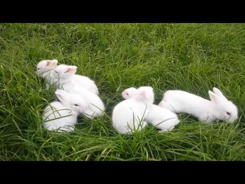 Iepurasi albi pitici