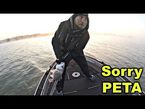 How to Release ROUGH FISH! --Early Morning Feeding Frenzy