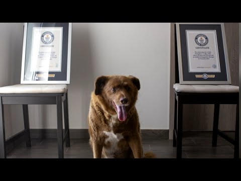 Bobi, World’s Oldest Dog Ever, Dies at Age 31