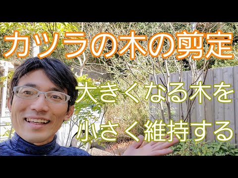 木の剪定に関する10のヒント トピックス
