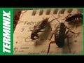 Protect Home From Roaches - How Do Roaches Get In My Home -Terminix