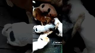 Download lagu Kucing menyusui anak anjing mp3 Download lagu Kucing menyusui anak anjing mp3