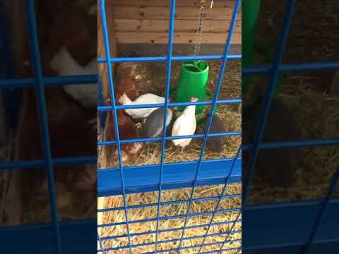 Sciroppo su erbe da vermi Lanalisi su vermi in Ekaterinburg costata