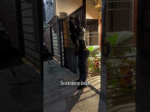 Que rabia se comieron todos mis whiskass y no atrapé al gato que necesitaba atrapar