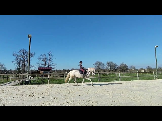 Hongre PRE de 14 ans
