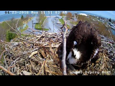 Osprey Laying an Egg 2018