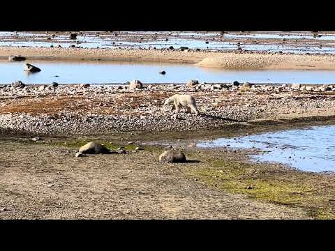 Video preview: Great White Bear Tours, Churchill, Manitoba