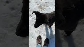 Radioactive dogs of Chernobyl, pet at your own risk! ☢️ 🇺🇦 #chernobyl #radioactive #ukraine