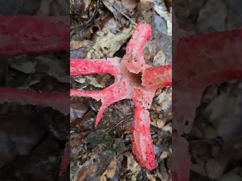 Rare Mushroom Devil's fingers