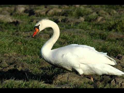 Loreena McKennitt :The bonny swans