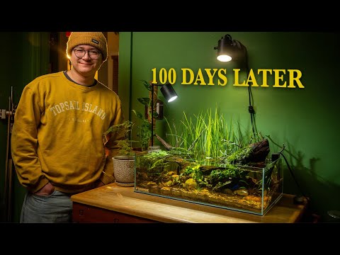 Hatching Medaka Rice Fish Fry from my 10 Gallon Shallow