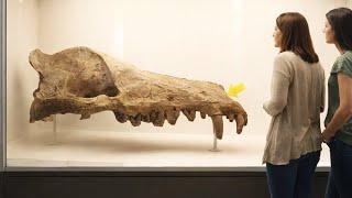 25 Criaturas Extintas Tão Bizarras Que Parecem Falsas - Documentário