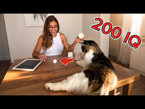When you live with a Cat has 200 IQ