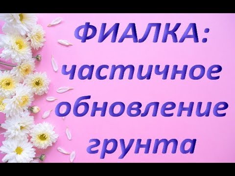 ПЕРЕСАДКА ФИАЛКИ (СЕНПОЛИИ)